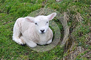 Newborn lamb rests in Grass