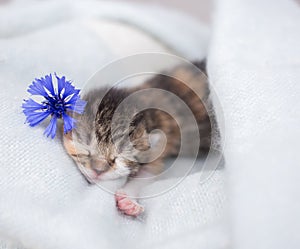 Tiny newborn sleeping kitten with an outstretched paw on a soft blanket with a cornflower flower