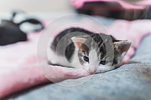 Tiny newborn tabby kitten lying on a pink blanket isolated