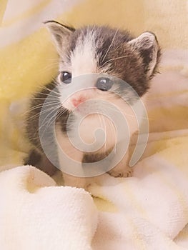 Tiny Nursling Gray and White Orphan Kitten