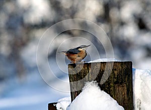 Tiny Nut Hatch