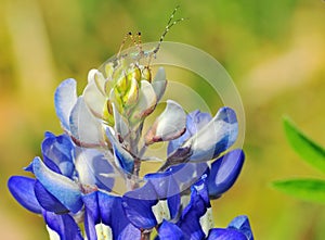 Tiny Nymph Katydid on a Bluebonnet Flower