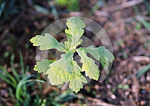 The tiny oaklet in morning light