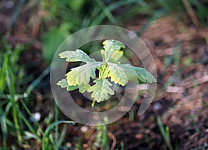 The tiny oaklet in morning light