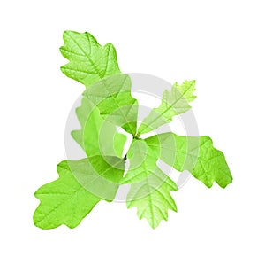 Tiny oakling isolated