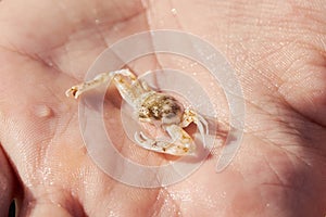 Tiny  opilio crab in the hand close up.