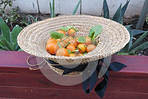 Tiny orange cumquats with green leaves in a raffia hat with a black ribbon on a garden bed