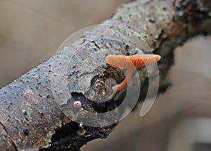 Tiny mushroom lonely growing close up macro