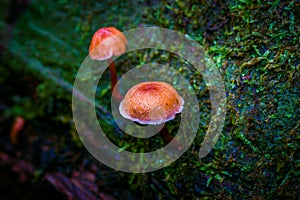 Tiny Orange mushroom growing from a wet mossy bed on an old tree branch