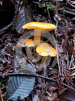 Tiny Orange Mushrooms Peek Through Dark Leaves