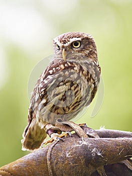 Tiny owl