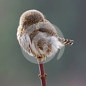 Tiny Owl