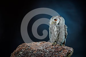 Tiny owl on a brown rock