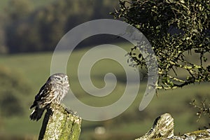 Tiny Owl on Post