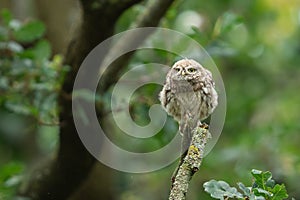 Tiny owl in the tree