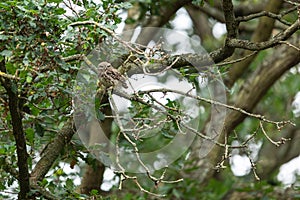 Tiny owl in the tree