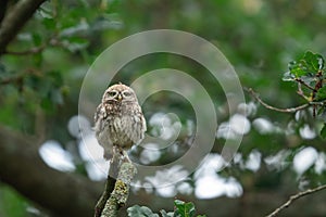 Tiny owl in the tree