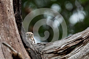 Tiny owl in the tree