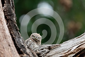 Tiny owl in the tree