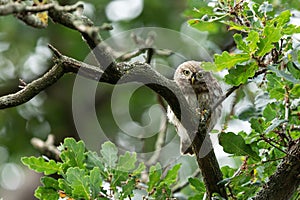 Tiny owl in the tree