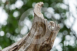 Tiny owl in the tree