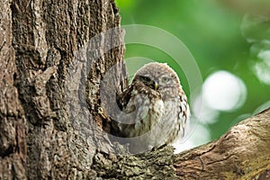 Tiny owl in the tree