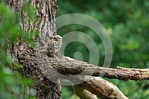 Tiny owl in the tree