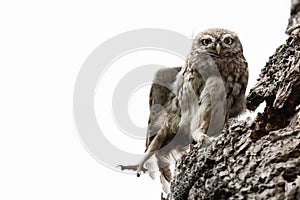 Tiny owl in the tree