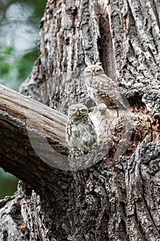 Tiny owl in the tree