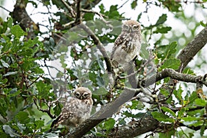 Tiny owl in the tree