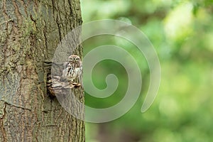 Tiny owl in the tree