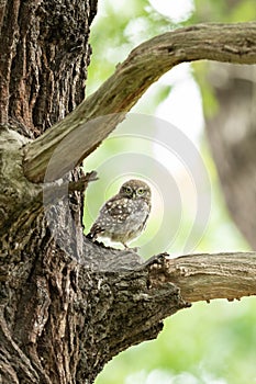 Tiny owl in the tree