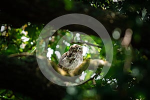 Tiny owl in the tree