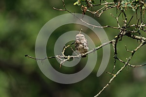 Tiny owl in the tree