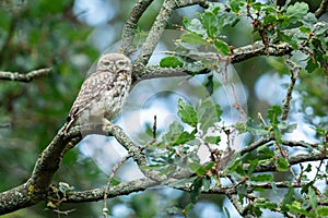 Tiny owl in the tree