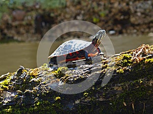 Tiny Painted Turtle On A Log In The Sun