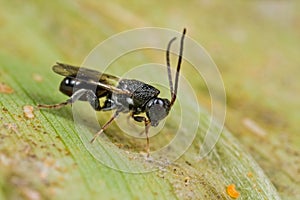 Tiny parasitoid wasp