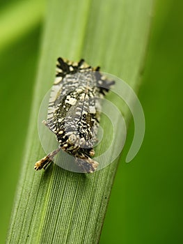 Tiny patterned planthopper on a green leaf. Close-up insect detail.