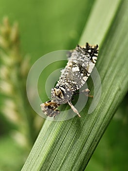 Tiny patterned planthopper on a green leaf. Close-up insect detail.