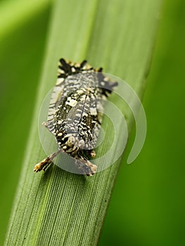 Tiny patterned planthopper on a green leaf. Close-up insect detail.