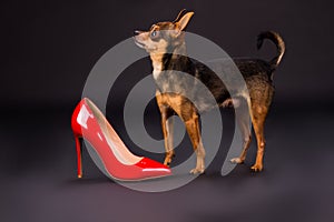 Tiny pedigreed dog and red stiletto.