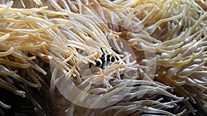 Tiny Percula clownfish hiding in its anemone