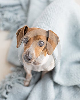 Tiny piebald brown and white dachshund cuddles under a turquoise blanket and looks up