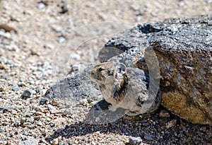 Tiny Pika hiding by a rock