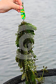 A tiny pike brought in with a pile of weeds