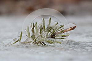 A Tiny Pine Bough Encased in Ice