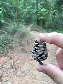 Tiny pine cone found on a trail adventure