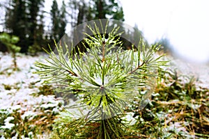 A tiny pine (seedling) in a clearing is covered with snow