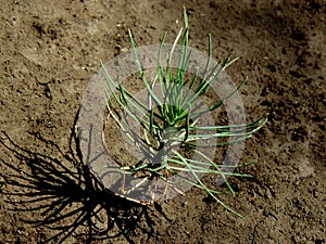 Tiny pine tree seedling