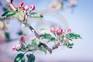 tiny pink buds of flowers on apple tree in bright spring day